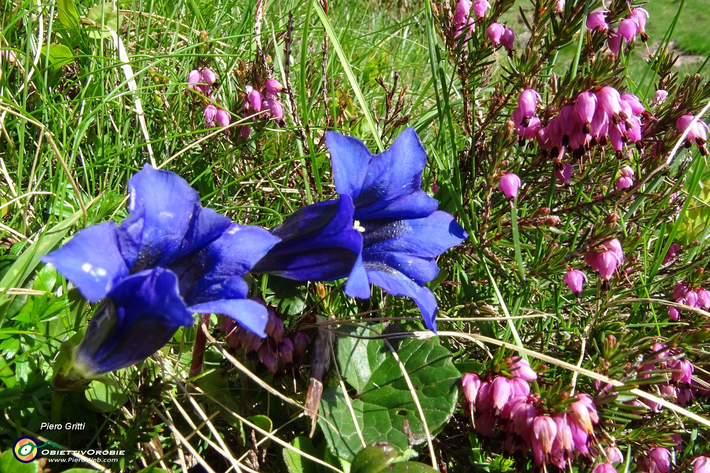 19 Blu intenso delle genziane di Clusius col rosso dell'erica.JPG